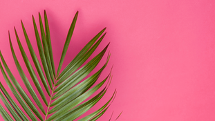 Plant Breeders' Rights: what they are and why they matter
