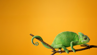 Nowhere to Go for UK Unregistered Rights Relied on in Pre-Brexit EU Oppositions