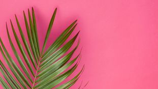 Plant Breeders' Rights: What they are and why they matter