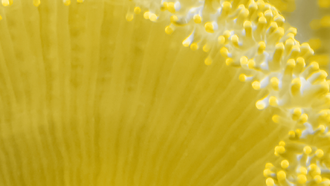 Policy in practice: COP 29