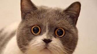 The Cat’s Out of the Bag: SEC’s Theory Impacts NFT Industry