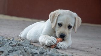 "Natural" Claims Evaluated Through a Reasonable Consumer's Eyes, Naturally