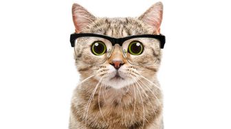 SDNY Holds That New York's Right of Publicity Law Is Not An Intellectual Property Right and Therefore is Subject to Section 230 Immunity