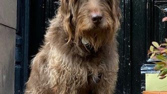 It's A Dog Eat Dog World