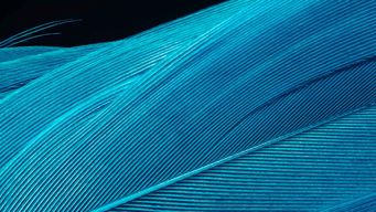 2025 Hart-Scott-Rodino Act Notification Thresholds and Filing Fees Effective February 17, 2026