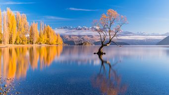 BlueCrest: Root & branch