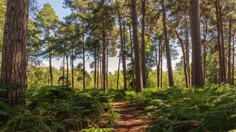 Nature highlights the power of diversity