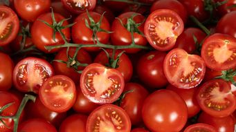 Gene-edited "Sunshine" tomato receives first marketing approval in England