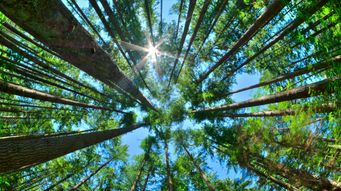 Forest First: Escaping the Perfection Trap in AI Governance