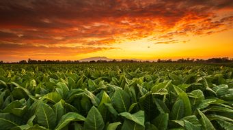 Tobacco Manufacturers and Retailers Sue the FDA Over Its Premarket Review Rule