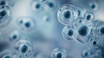 Targeted Healing Before Birth: Placenta-Derived Stem Cells in Prenatal Repair of Spinal Defects