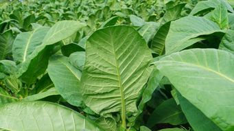 Tobacco Surcharge Claims Up in Smoke? DOL, HHS, and Treasury Issue FAQ 74: Addressing Questions Raised by Tobacco Surcharge Lawsuits