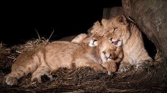 FWS Resurrects ESA Rules on Threatened Species Protections and Critical Habitat Exclusions