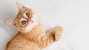 Testing Graph sync for new blogs