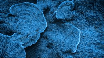 Legally binding football broadcast rights contract formed via WhatsApp and email