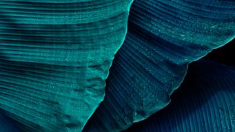 Narrowing the LENs: latest CMA informal guidance a missed opportunity for sustainability agreements?