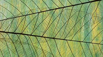 LLP profit-sharing arrangements and miscellaneous income: Supreme Court rules in HFFX
