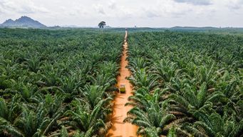 Ferrero and Chester Zoo Team Up to Champion Truly Sustainable Palm Oil