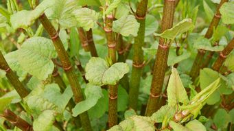 Knotty problems – the importance of causation in Japanese knotweed cases