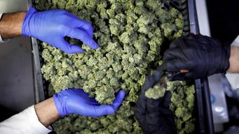 Green shoots: recent developments in the legal cannabis industry