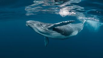 Noise Pollution in Our Oceans: Can we turn down the volume for marine life?