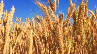 To GMO Label Or Not — How Is a Food Manufacturer To Know?