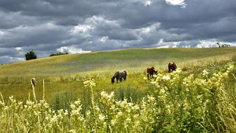 An Englishman’s home (and his garden?) is his castle