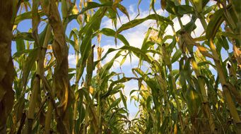 Focus on Food Safety: How Proposed Amendments to the Agricultural Water Rule Will Impact Farmers