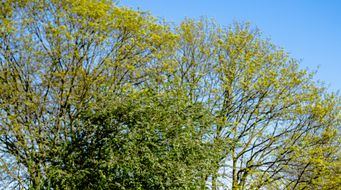 Levelling the playing field - The EC's White Paper on foreign subsidies