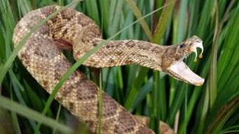 AI-designed snake antivenoms: A new era for drug discovery and IP strategy