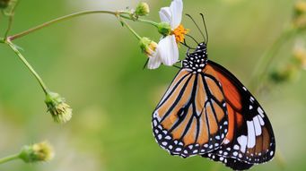 The link between pollinator populations and human wellbeing