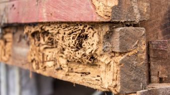 The WDIR Trap: Where Termite Companies Get Pulled Into Lawsuits