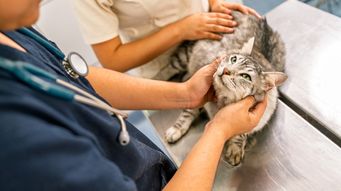 A new regulatory landscape for veterinary manufacturers