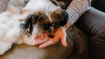 CBD For Your ‘Fur’ever Friends