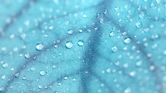 President Trump’s Executive Order on Marijuana Rescheduling also Directs HHS to Develop Models to Improve Access to Hemp-Derived Cannabinoid Products