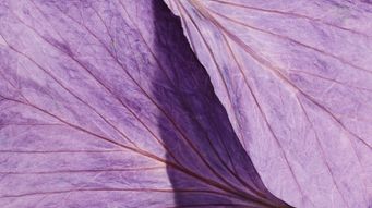 UK beneficial ownership registers: expanded public access to trust information