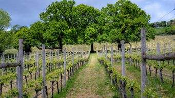 North Coast Water Board Adopts Waste Discharge Permit for Vineyards