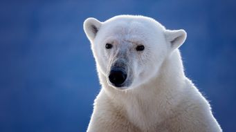 Complying with the Endangered Species Act
