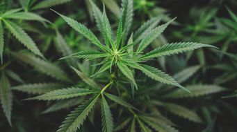 Partial Marijuana Rescheduling: Where Things Stand