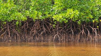 Mangrove forests are making a surprising global comeback