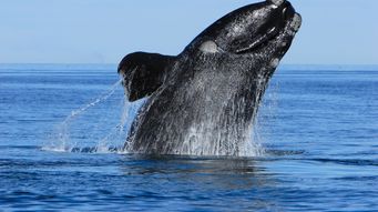 Best calving season in nearly two decades for endangered whale species