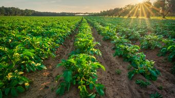 UAE leads the Agricultural Innovation Mission for Climate
