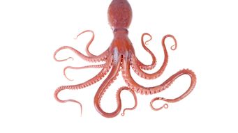 Example of a commentary post