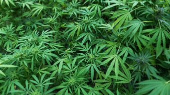 Pennsylvania Adds Cannabis Operations and AI Coverages to Its Export List