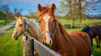 Joshua Rubenstein Quoted in Citywealth on the ‘Booming Business of Horses'
