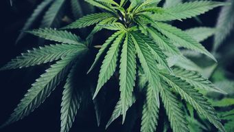 Breaking: DOJ Reschedules and Provides a Pathway for Full Legalization of Medical Cannabis