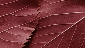 Ethical Considerations for Lawyers During the Holidays