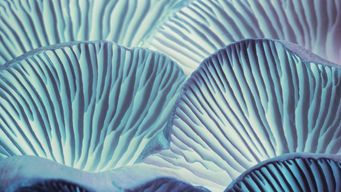 What to Know About Joint Representations