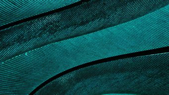 Strategies for Leveraging Consumer Survey Evidence to Defeat Class Certification in False Advertising Cases