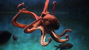 Post including audio file as featured media